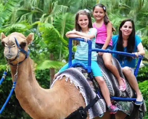 camel ride in hyderabad
