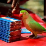 parrot astrology in visakhapatnam