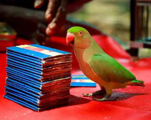 parrot astrology in srikakulam