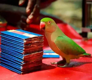 parrot astrology in hyderabad